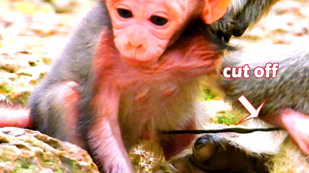 Amazing ! newborn baby JinX try to drag out her umbilical cord  ! JinX monkey hurt umbilical cord