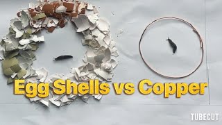 Does Egg shell or Copper wire deter slugs? Let’s find out!