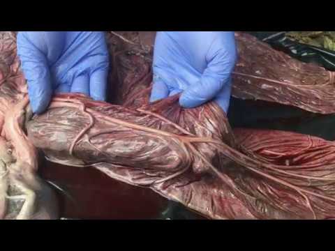 How To Examine An Equine Placenta