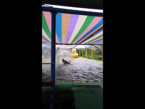 2015@821墾丁哈利波特水球(7)