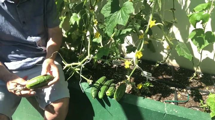 Cucumbers   first picking