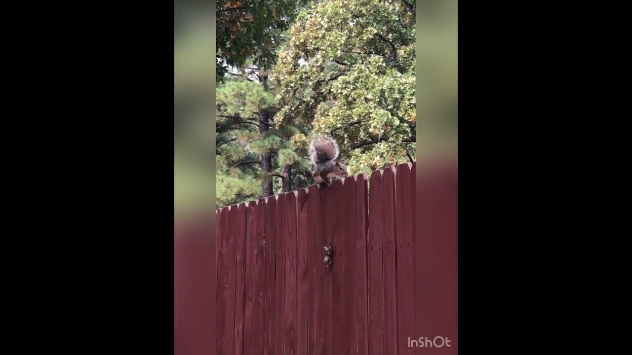 A squirrel at the park chirping and barking YouTube