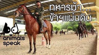 Animals Speak [by Mahidol] ทหารม้า...ข้าฯแผ่นดิน