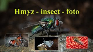 Hmyz -  insect  -  macrofoto