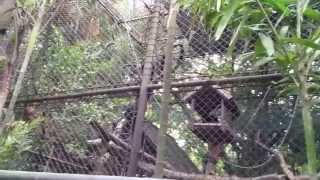 Обезьянки в зоопарке Бангкока