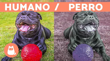 ¿Qué color calma a los perros?