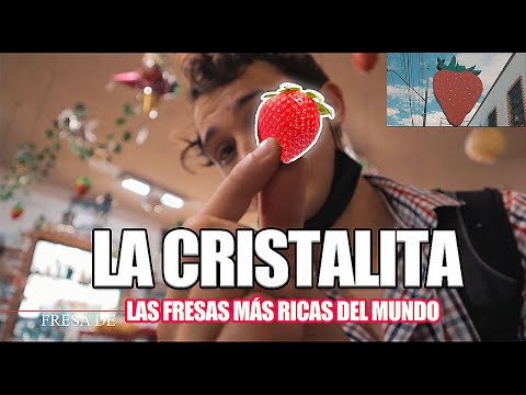 Las FRESAS más RICAS del MUNDO | La CRISTALITA | Irapuato, GTO