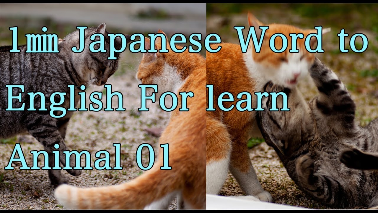 Animal01! 1min 20 Japanese word. Japanese to English! - YouTube