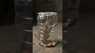 Brilliant DIY Bottle Rat Trap That Actually Works! 😲 #rat #mousetrap #shorts