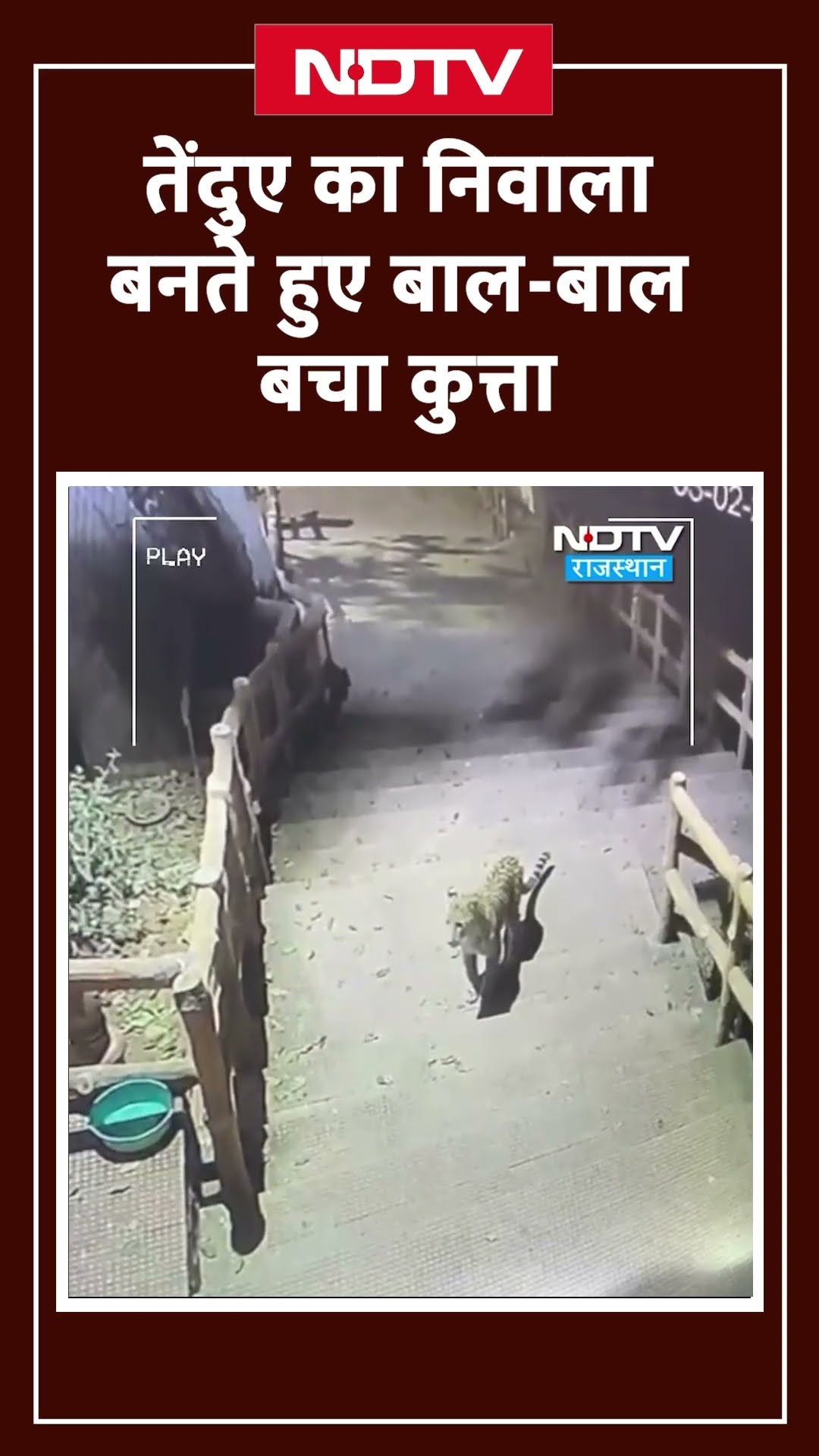 Rajasthan Viral Video: तेंदुए का निवाला बनते हुए बाल-बाल बचा कुत्ता | Bhilwara | SHORTS