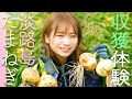 秋元真夏が淡路島へ!淡路島たまねぎの収穫体験をして淡路島たまねぎのサラダと淡路島しゃぶしゃぶも食べさせてもらいました!
