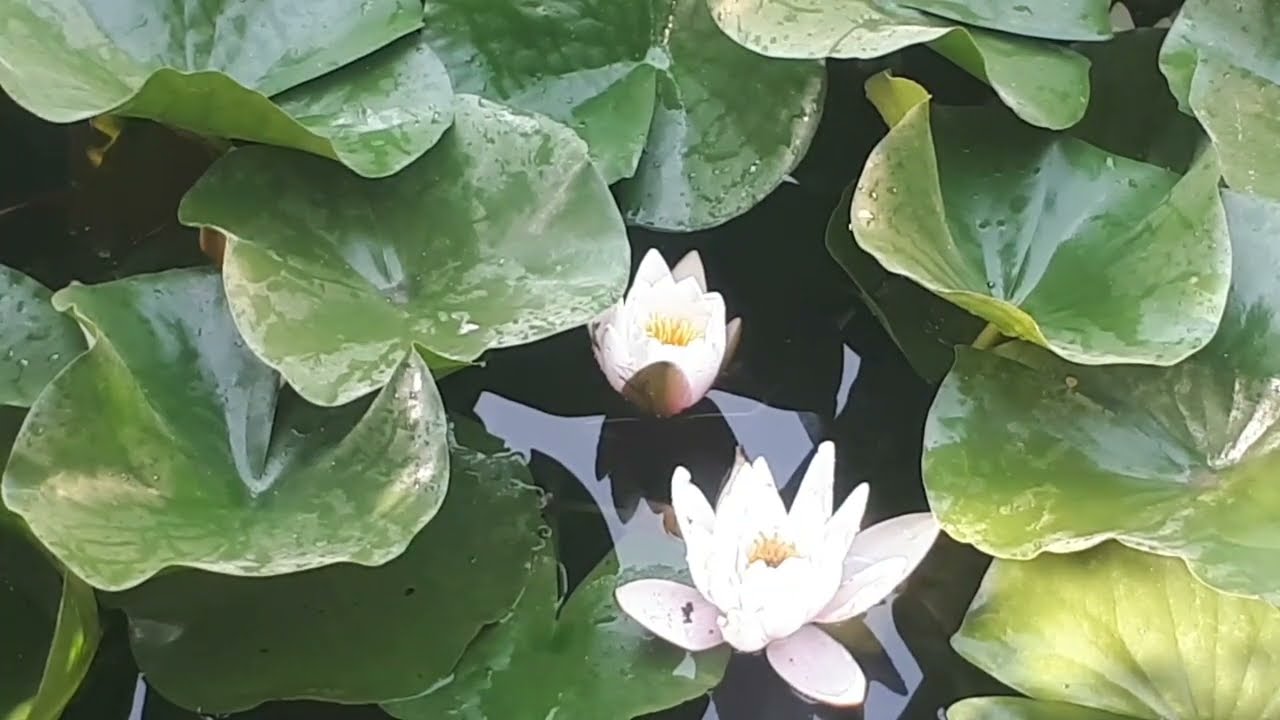 Yalangoch sandullar nilufar Yalangoch sandullar nilufar