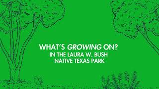 What's Growing On? In the Laura W. Bush Native Texas Park: More flowers!