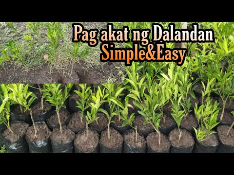 Video: Paano ginagawa ang mga dalandan?