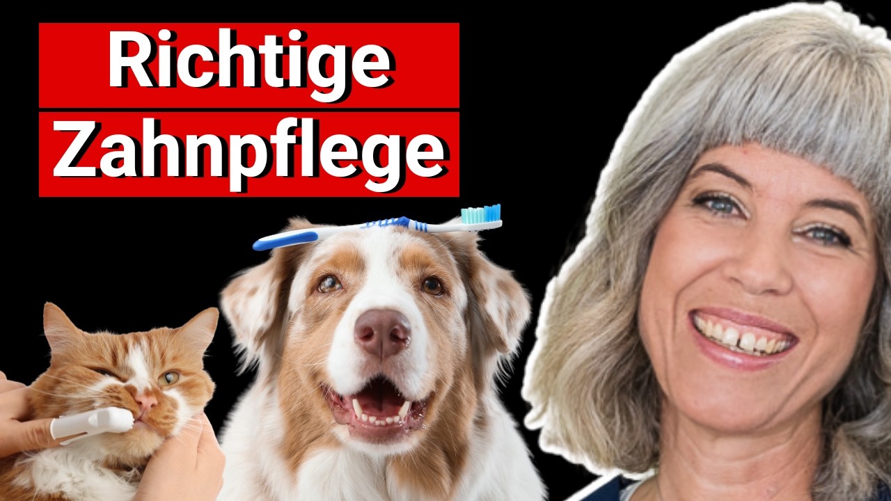 So pflegst Du die Zähne bei deinem Tier richtig (Anleitung) // Ganzheitliche Tiergesundheit