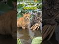 #shorts#shortsfeed #new trending#love 🐱🐸 | Diwali Special Viral Video 2026 | Funny Animal Moments
