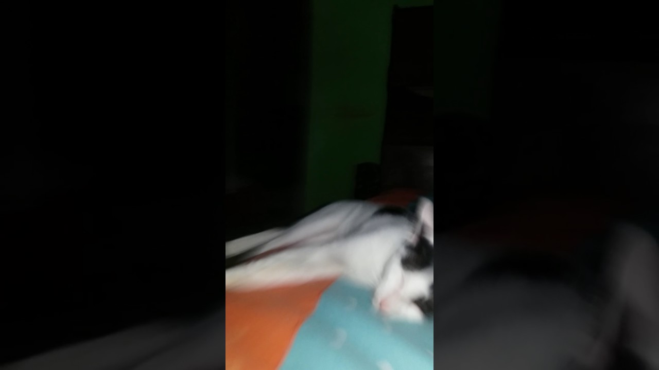 Kucing 