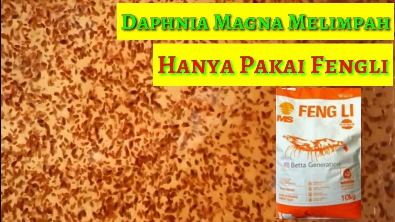 Daphnia Magna Melimpah, No Ribet (Cukup Dengan Pelet 