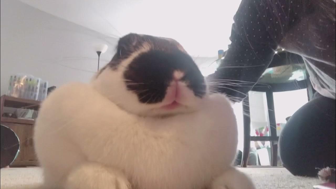 Bunny Mouf Quick Bunny Purr YouTube
