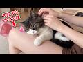 【ママが家を出て3日目】ママが家を出ている間に妹の太ももの上で甘えん坊になる息子猫がこちらw