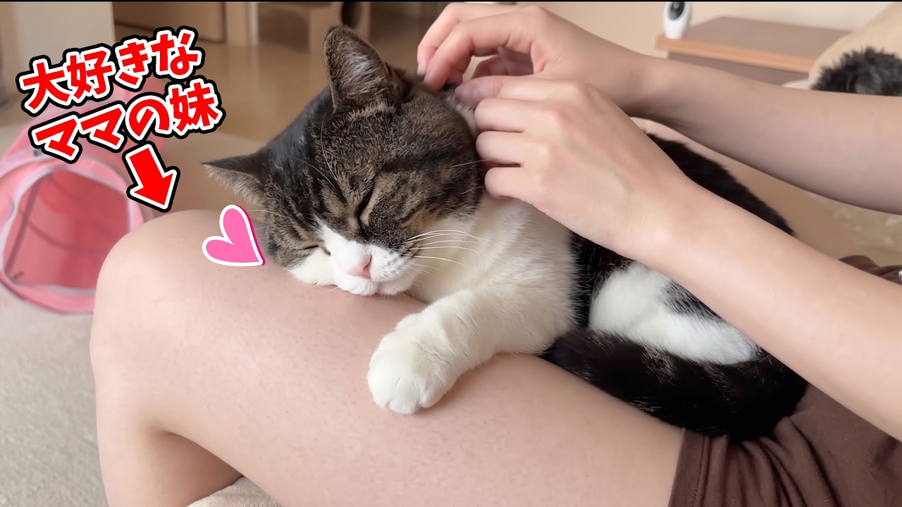 ネコちゃん他。キティママです。 Day 3 of Mom being away] Look at this mommy's boy cat getting all