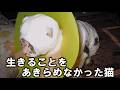 命をあきらめなかった猫。最後のあいさつ【元野良猫・保護猫・地域猫】