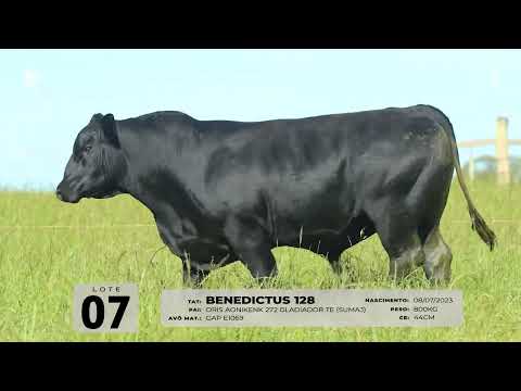 LOTE 07   TAT 128 M Brangus