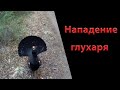 Нападение глухаря на человека в лесу/ опасно для жизни/ Дикие животные