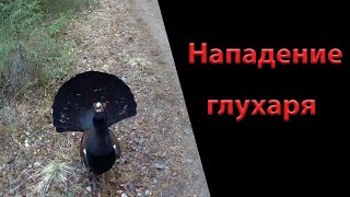 Нападение глухаря на человека в лесу/ опасно для жизни/ Дикие животные