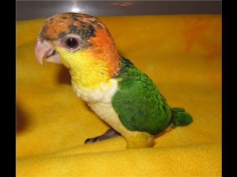 8 Week old Baby White Bellied Caiques 8 Week old Baby White Bellied Caiques