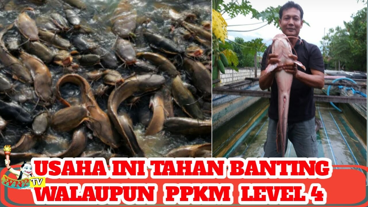 PELUANG USAHA ANTI GAGAL // TERNAK LELE DAN MUJAHIR DI JAYAPURA 