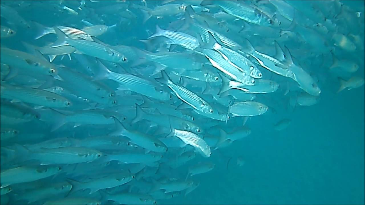 Mullet Run Palm Beach 2016 The Lost footage