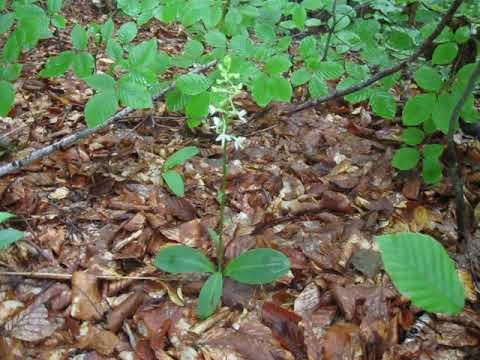 Wideo: Lubka bifolia (Platanthera Bifolia). Lyubka dwulistna - nocny fiolet
