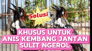 Solusi Anis Kembang Jantan Sulit Ngerol (Rawatan Satu Arah)@sobat_aniskembang