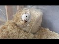 あれ？ここはトイレだったのにな…