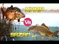 Чем отличается карп от сазана? Как отличить сазана от карпа?