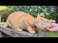 逃げ回っていた茶トラ猫が人間に心を開いて嬉しそうにモフられる