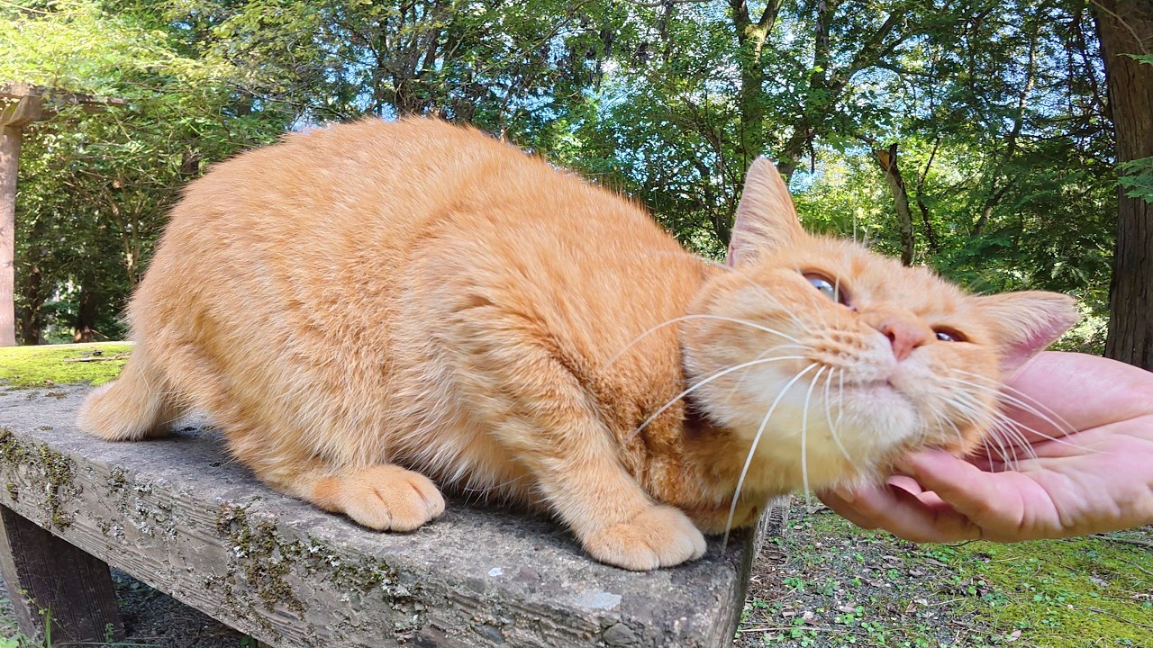 逃げ回っていた茶トラ猫が人間に心を開いて嬉しそうにモフられる