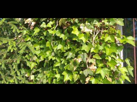 Video: Айви (64 сүрөт): үйдө жабык жана кадимки чырмоокко кам көрүү. Description 