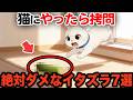 絶対ダメ！猫にしてはいけないイタズラ【猫雑学】【飼い主のNG行動】
