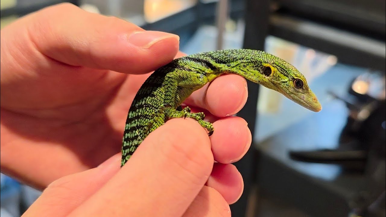 거대 공룡만 키우는 파충류매장을 찾았습니다. 종류로 승부보는 매장 렙타쿠아 방문