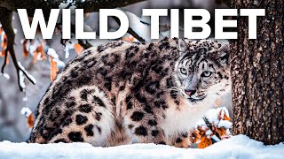 TIBET | The Struggle for Survival in the Himalaya - Animal documentary