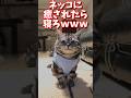 ネッコの動画で癒されたら寝ろｗｗｗ　#2ch #2ch動物スレ #2ch面白いスレ #動物 #犬 #猫 #癒やし #ねこ