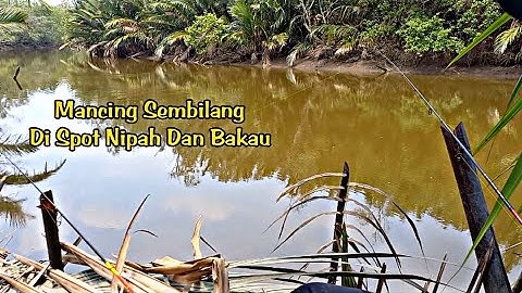 Mancing Sembilang Di Spot Nipah Dan Bakau