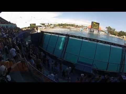 Orques de Marineland