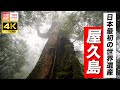 【4K】夏に行きたい！日本最初の世界遺産 屋久島 World Heritage, Yakushima island in Japan.