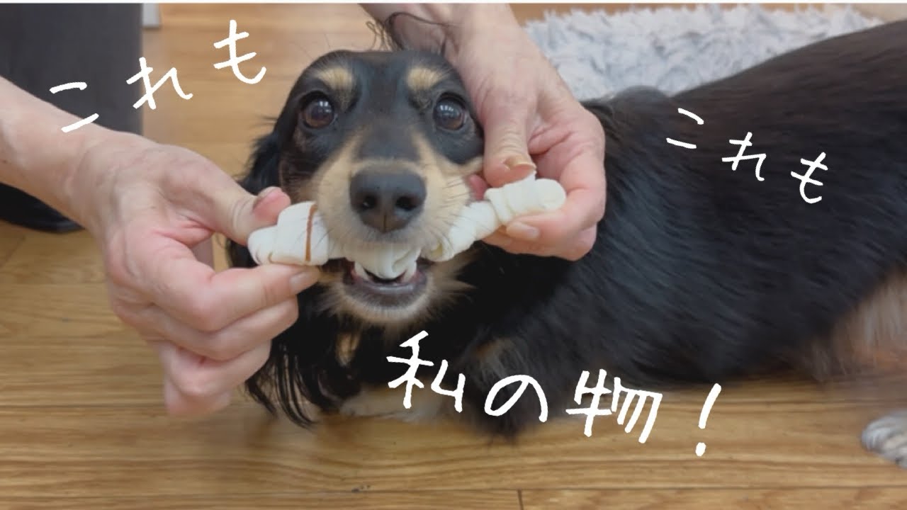 欲張りすぎて人間を困らせるミニチュアダックス