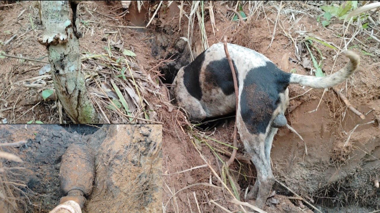 Caçada ao amanhecer do dia, saiu resultado, vejam!!!