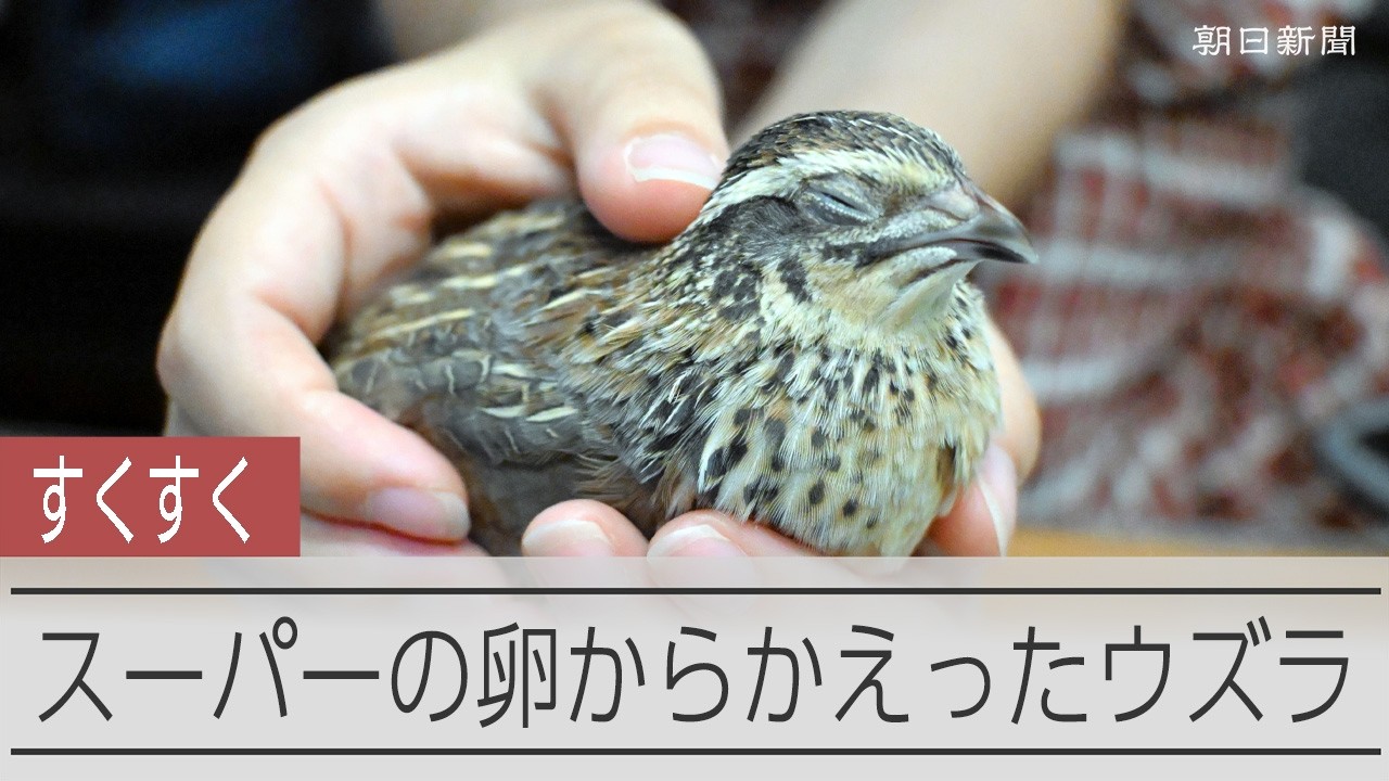 スーパーの卵から生まれたウズラ、すくすく成長中 ネコとも仲良し