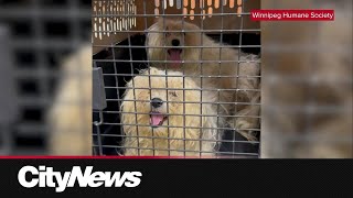 68 dogs rescued from Winnipeg home